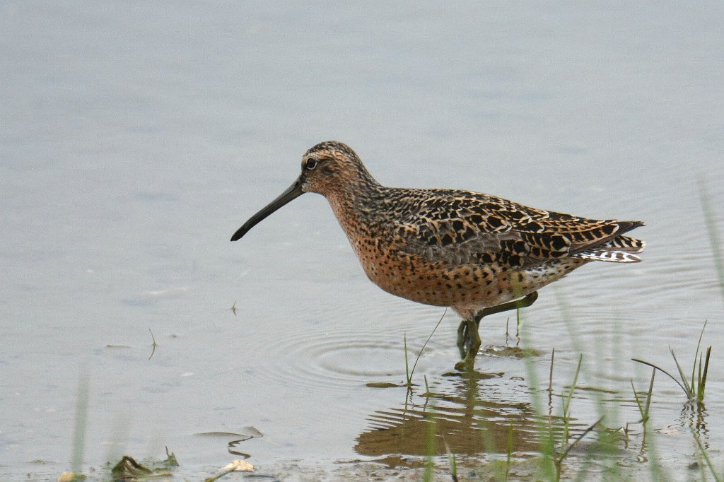 Sandpiper, Short-billed Dowitcher, 2014-05142532 Chincoteague NWR, VA.JPG - Short-billed Dowitcher, Chincoteague NWR, VA, 5-14-2014Chincoteague NWR, VA, 5-14-2014